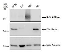Trident Membrane Protein Extraction Kit. GTX16373